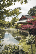 Load image into Gallery viewer, Japanese Honeysuckle • 250g
